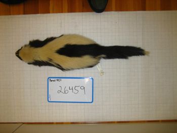 Media type: image;   Mammalogy 26459